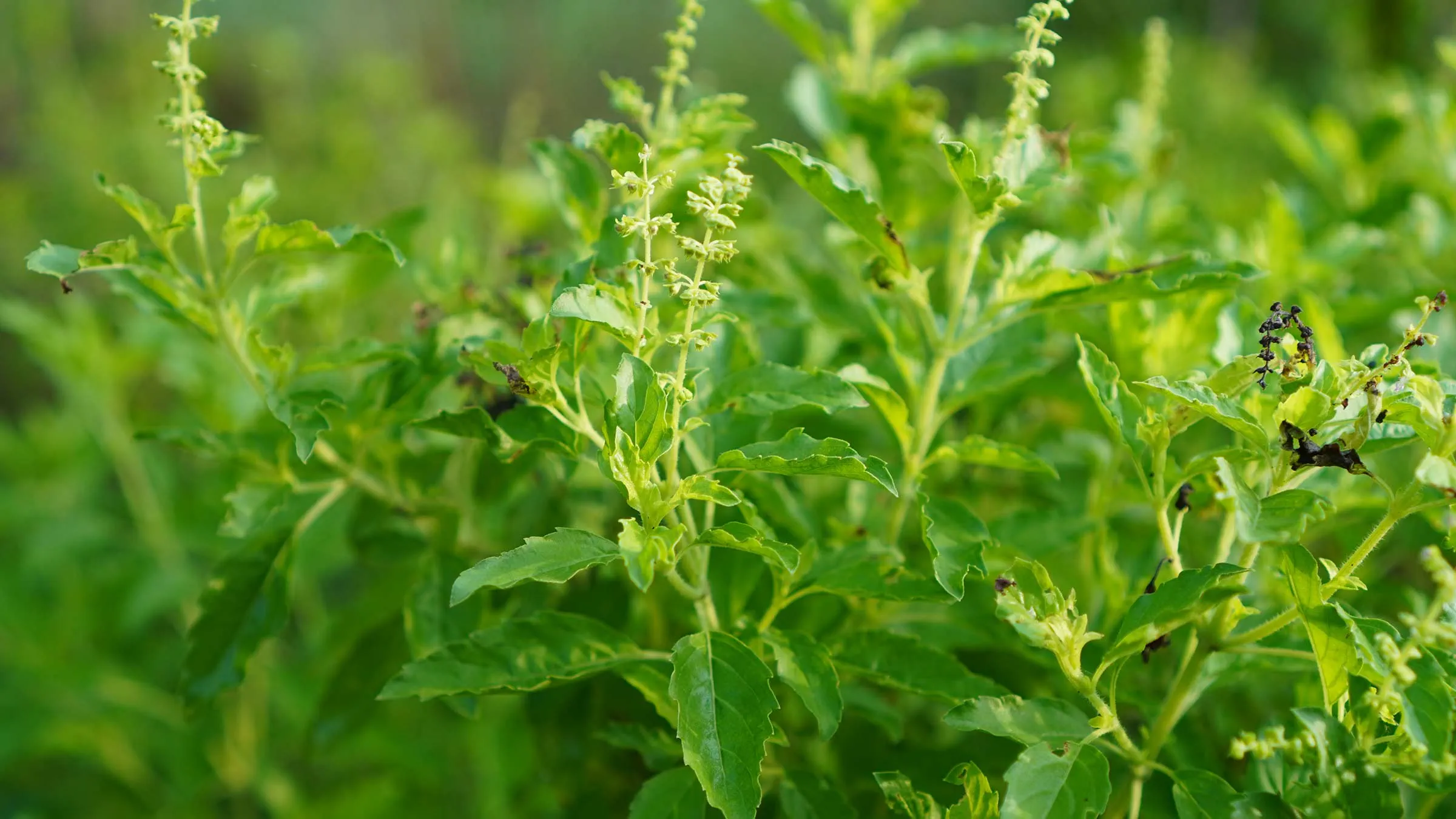 Healing Properties of Tulsi